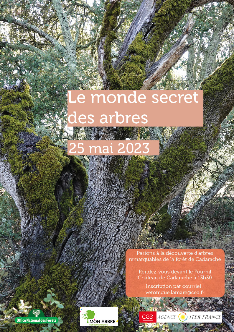 Arbre vert : Autres concours