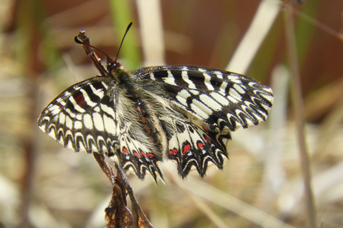 Parcours biodiversité à Cadarache