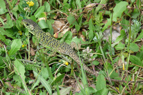 Parcours biodiversité à Cadarache